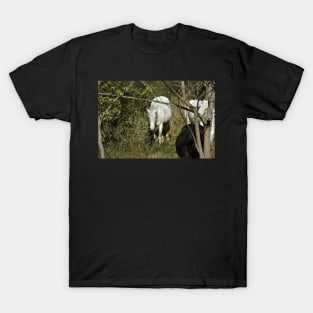 Wild Horse T-Shirt